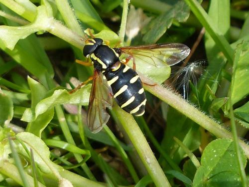 Philhelius citrofasciatum